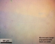 基于硅基的CVD石墨烯与CVD氮化硼异质结构（1*1cm，4片装）